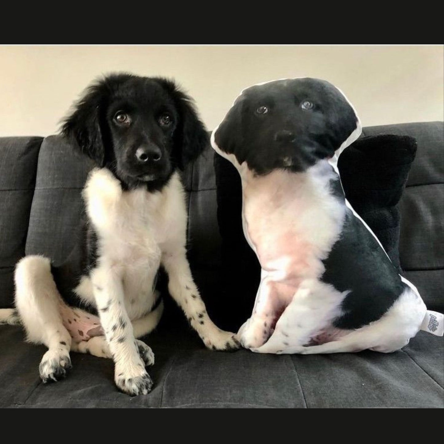 Honden Kussens