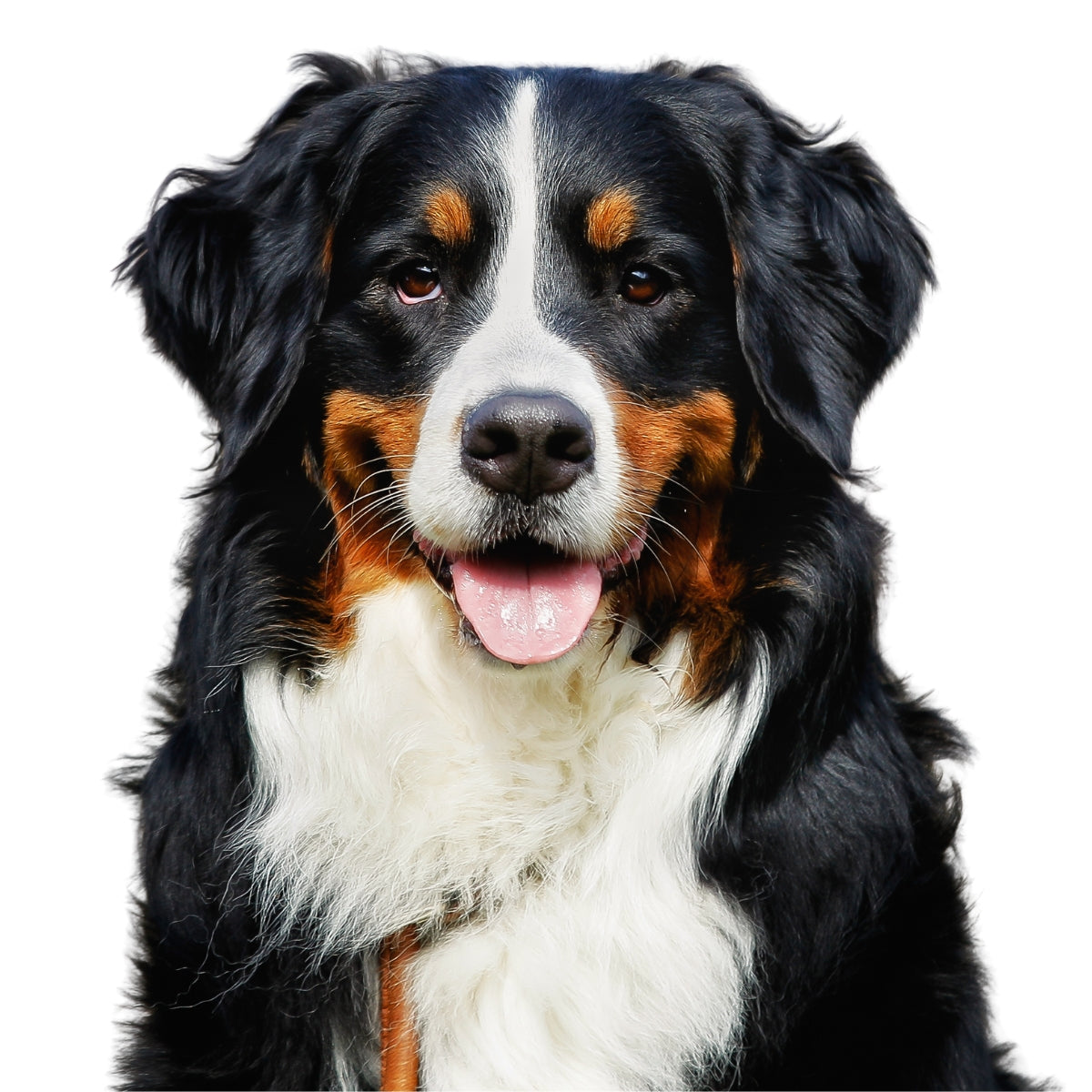 Berner Sennen