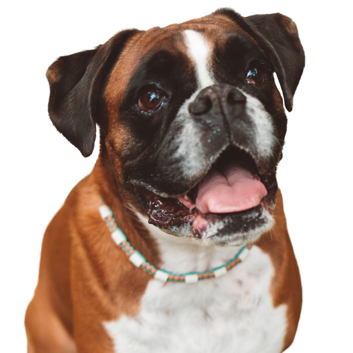 Boxer