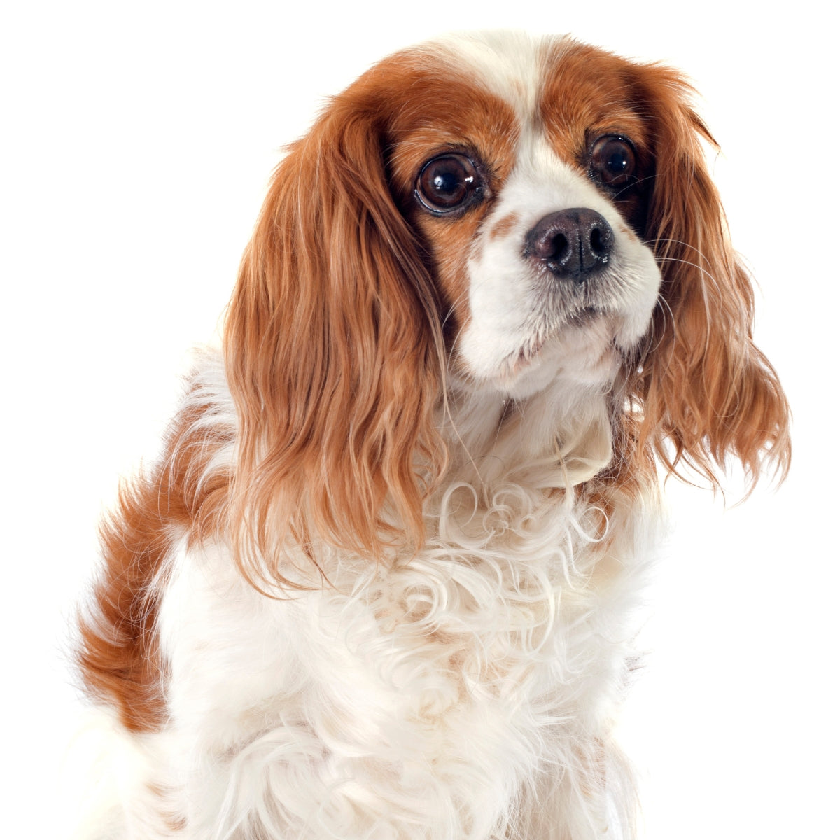 Cavelier King Charles