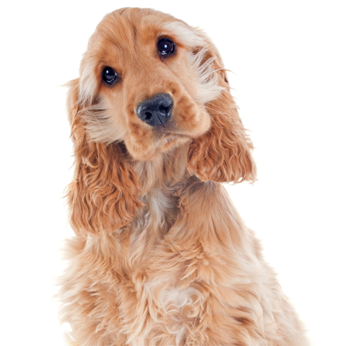 Cocker Spaniel