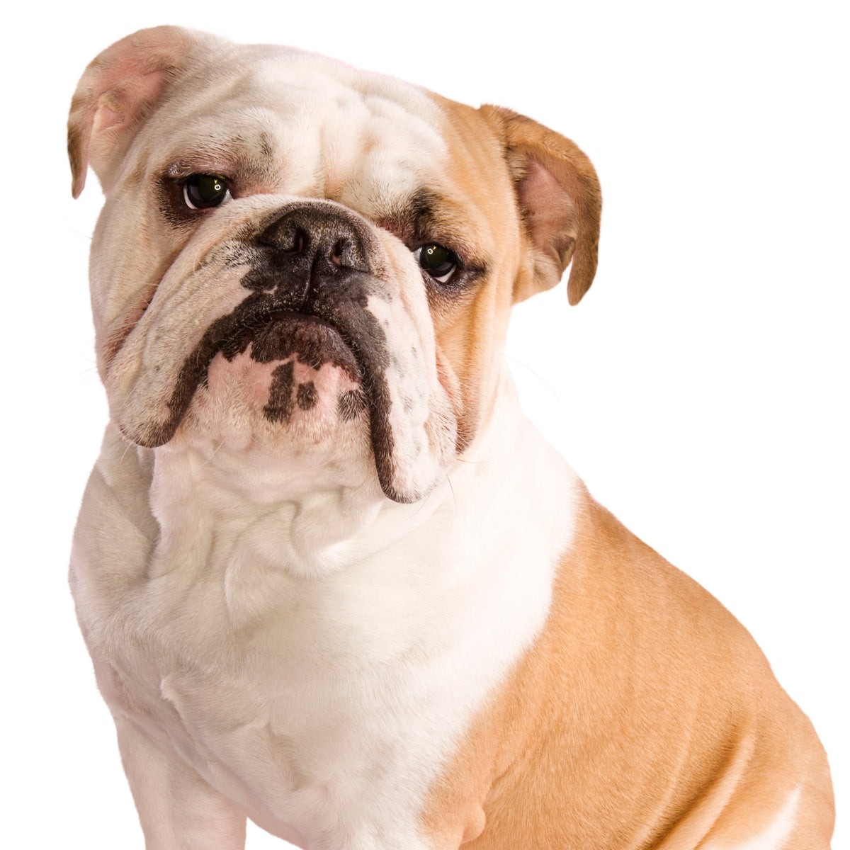 Engelse Bulldog