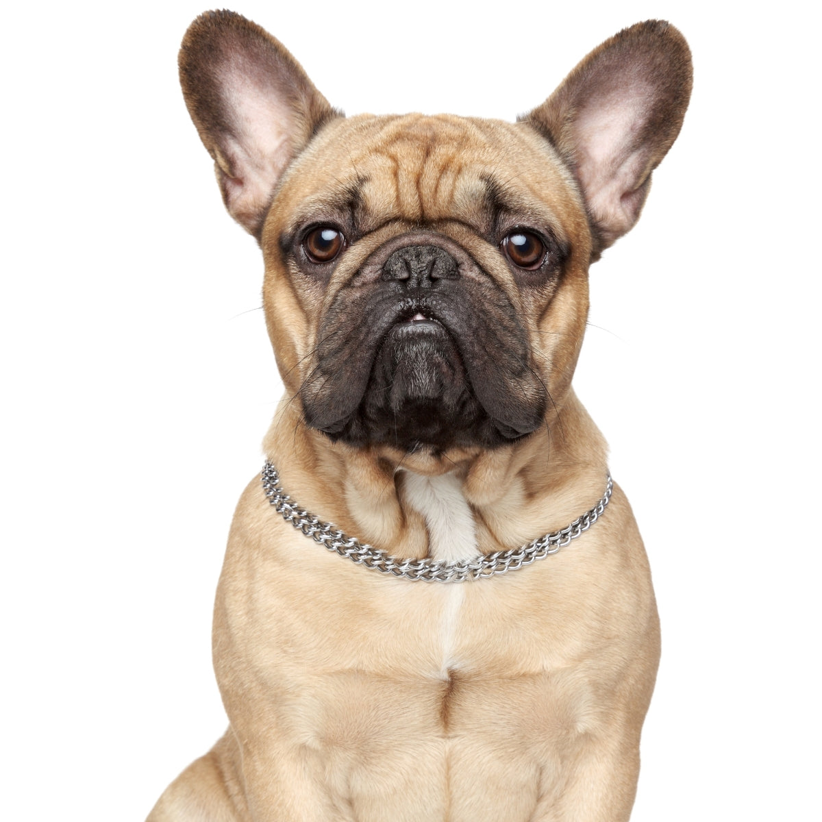 Franse Bulldog