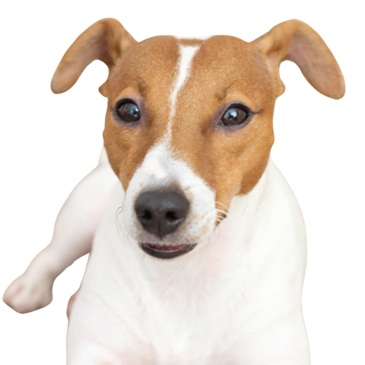 Jack Russel