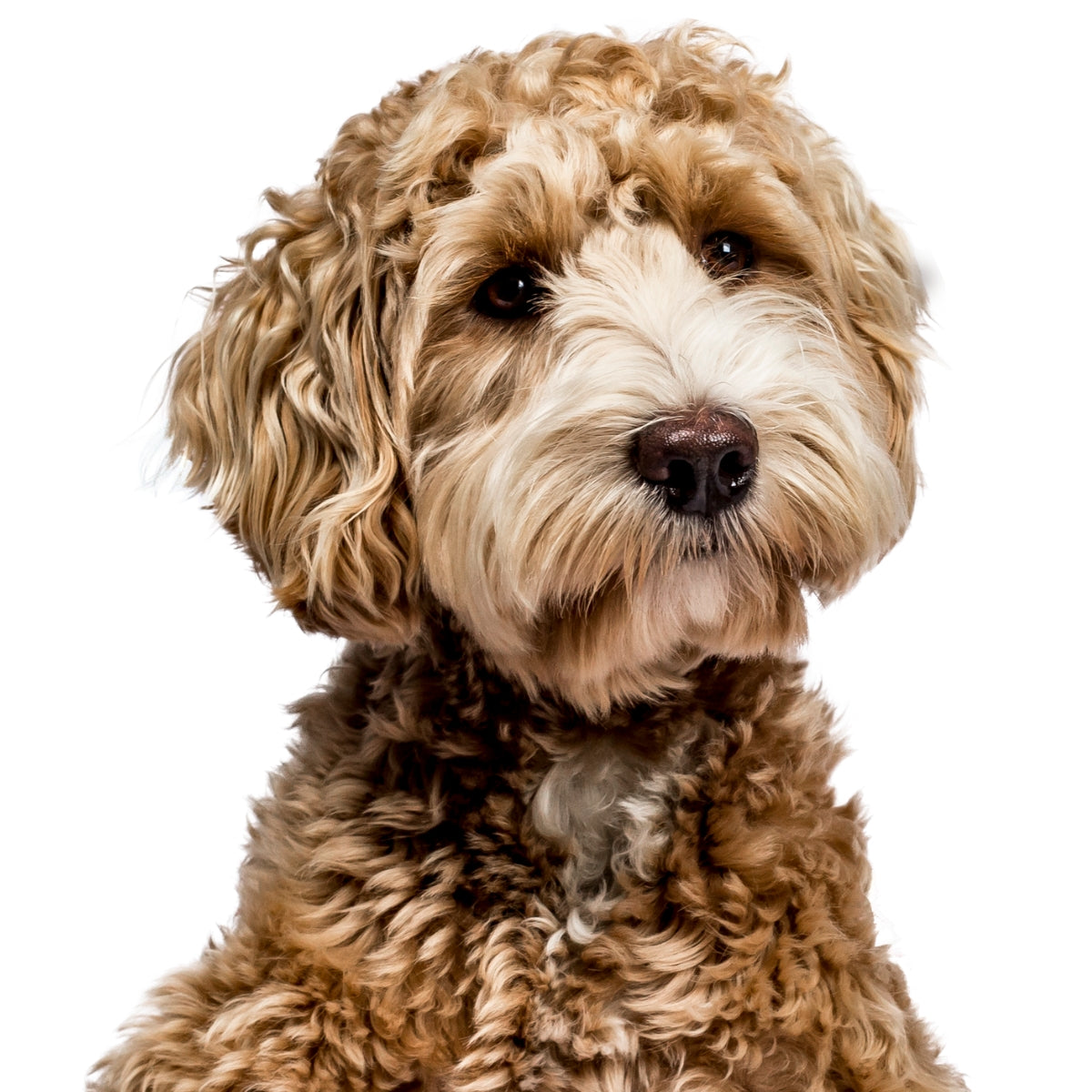 Labradoodle