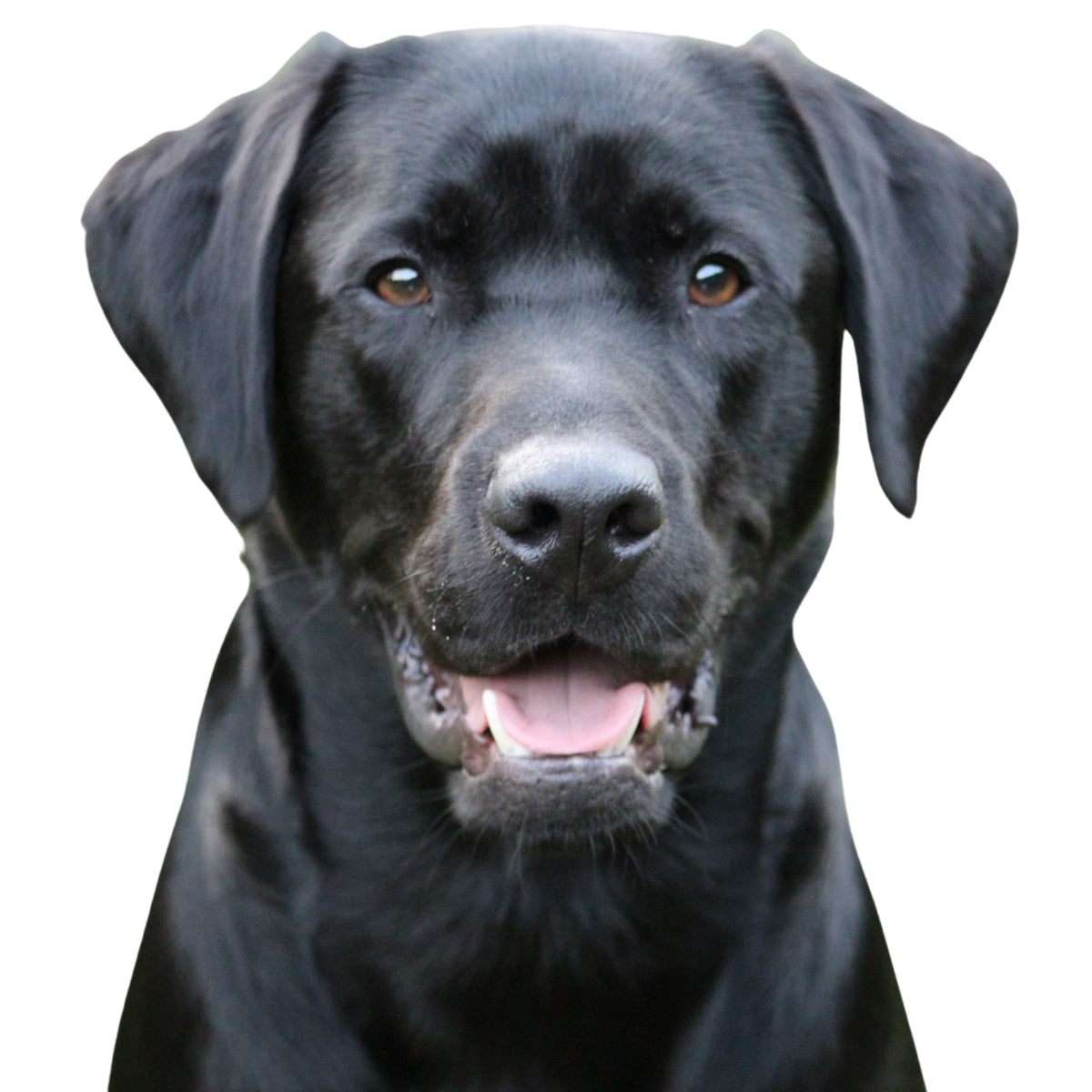 Labrador