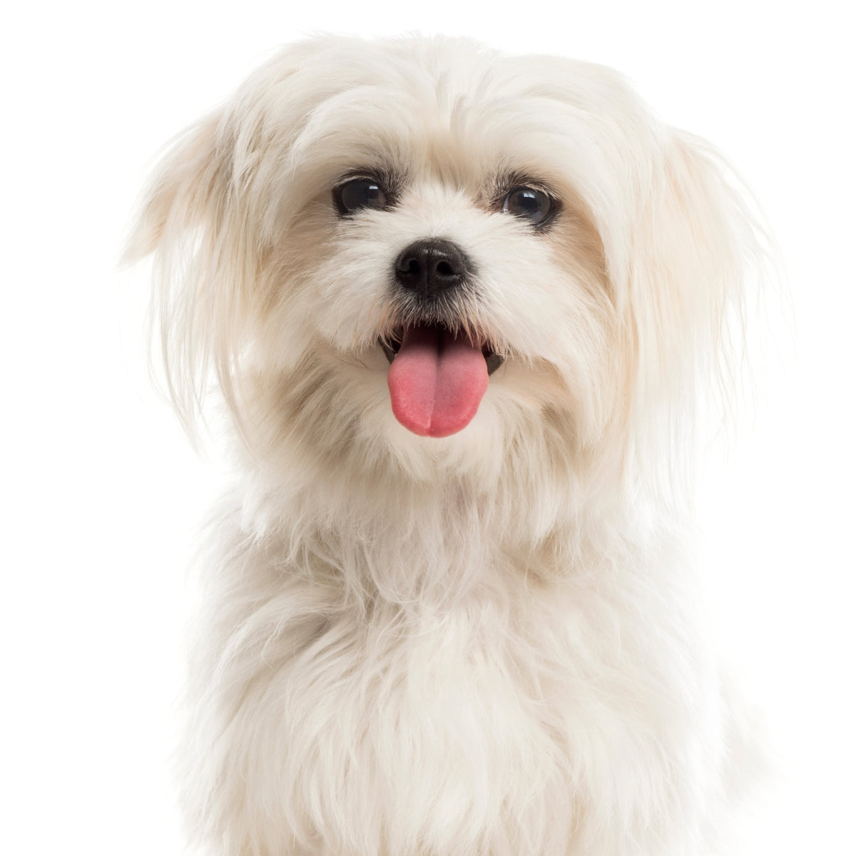 Maltezer