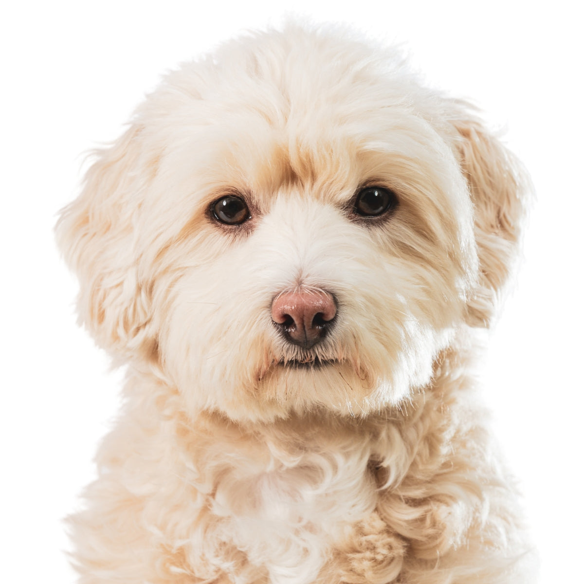 Maltipoo