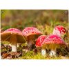 Schuttingdecoratie: tuinposter met paddenstoelen rood met witte stippen