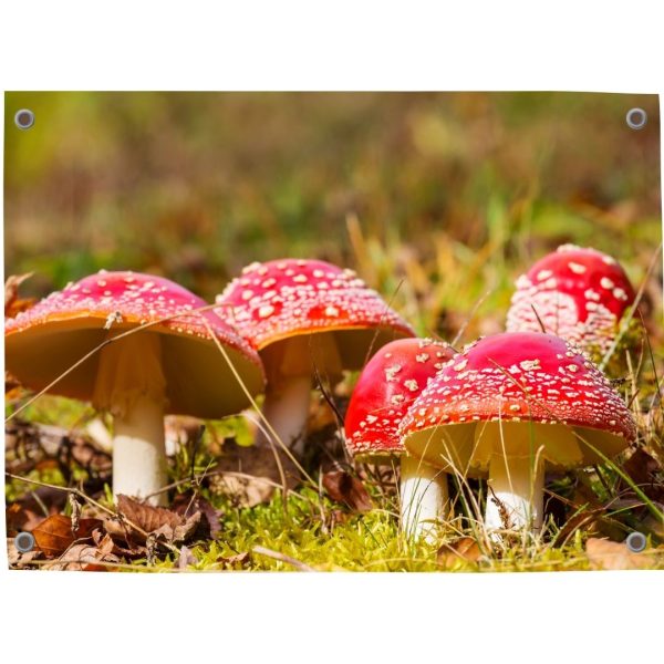 Schuttingdecoratie: tuinposter met paddenstoelen rood met witte stippen