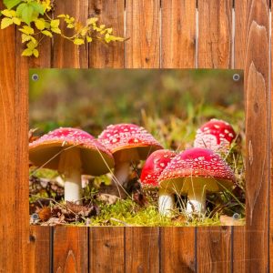 Pillow Buddies tuinposter – sprookjesachtige paddenstoelen in een herfstbos