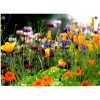 Pillow Buddies tuinposter – kleurrijke bloementuin