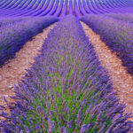 Lavendel 6