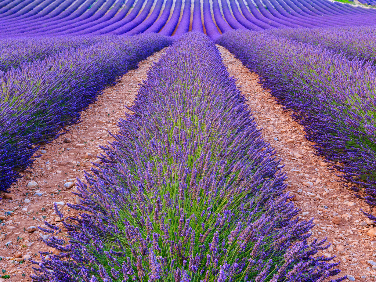 Tuinposter lavendel 6