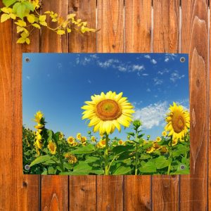 Schuttingdecoratie: tuinposter met zonnebloemen in volle bloei