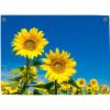 Pillow Buddies tuinposter met een close-up van zonnebloemen