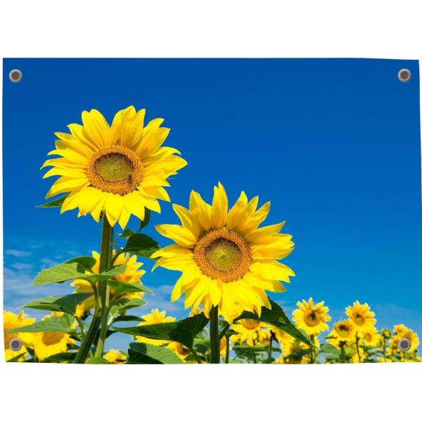 Pillow Buddies tuinposter met een close-up van zonnebloemen