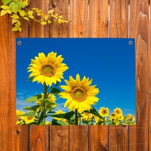 Pillow Buddies tuinposter – zonnebloemen tegen een blauwe lucht