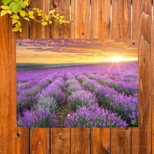 Schuttingdecoratie: tuinposter met lavendel in volle bloei