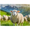 Pillow Buddies tuinposter – voorjaarslandschap met bloeiende weide en grazende schapen