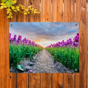 Tuinposter met een veld vol tulpen in de lentezon